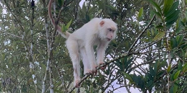 rare white monkey philippines