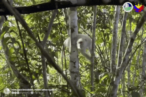 rare white monkey philippines