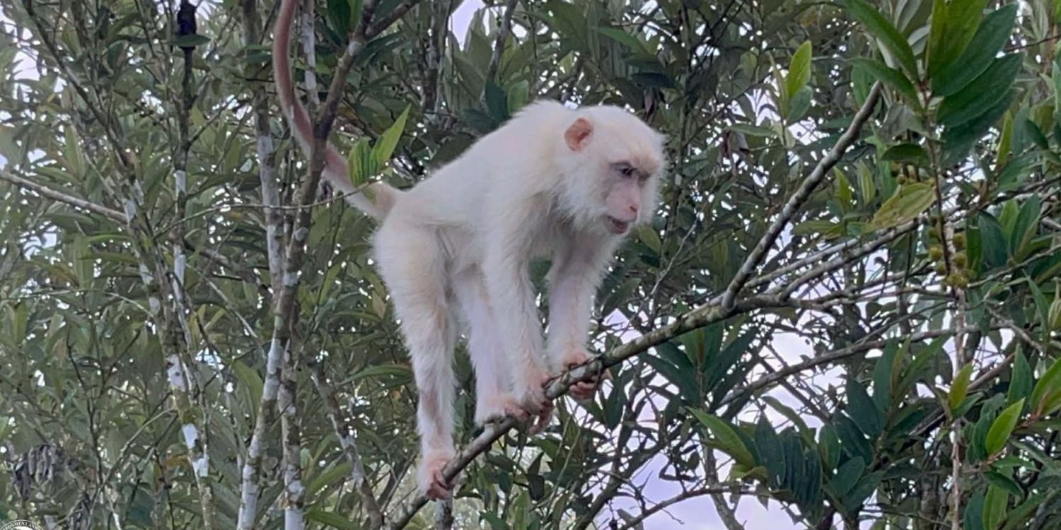 rare white monkey philippines