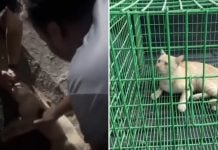 rescuers cpr cat
