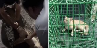 rescuers cpr cat