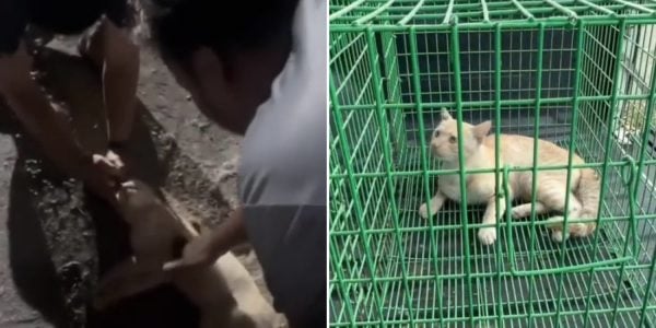 rescuers cpr cat
