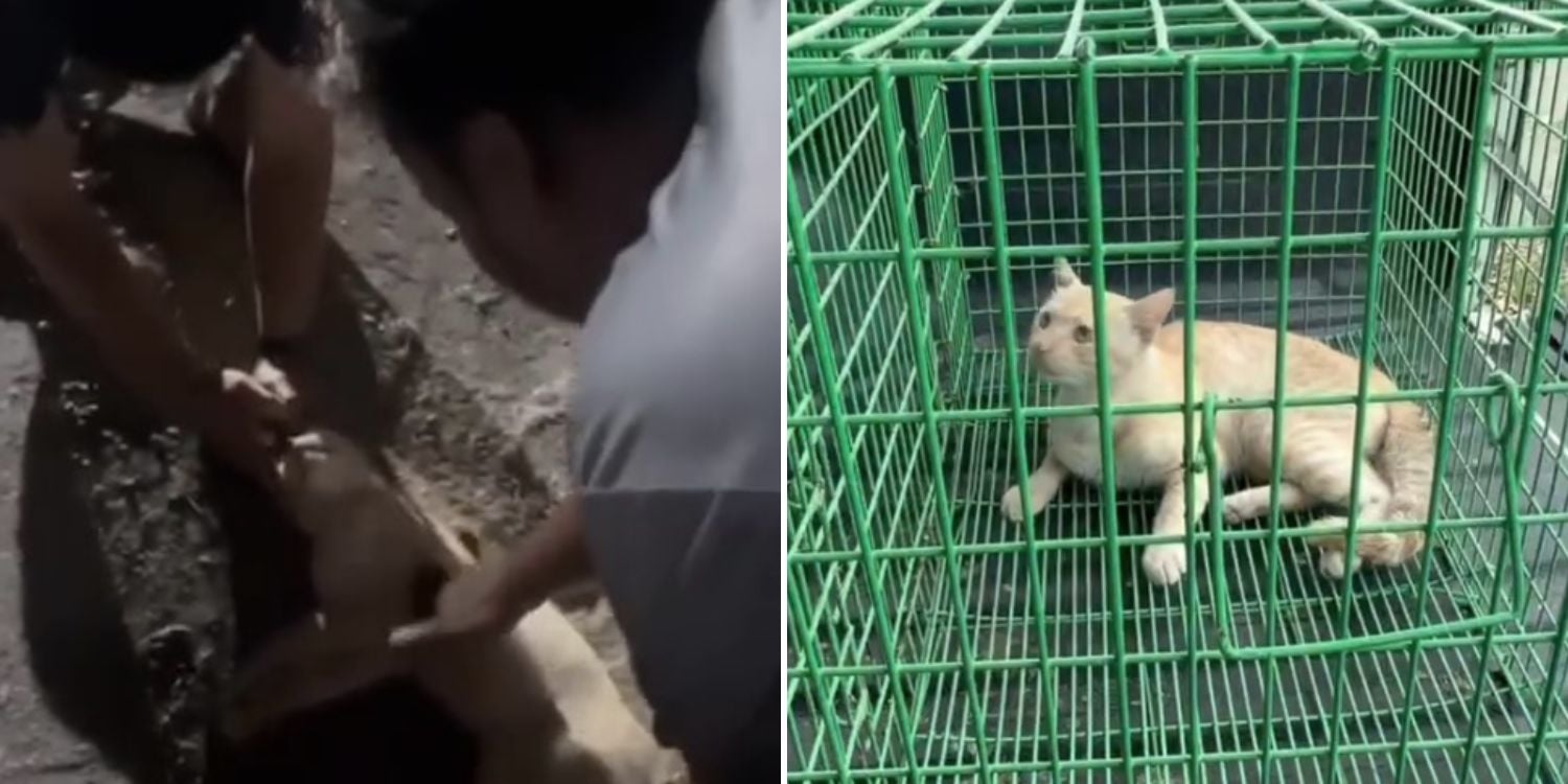 rescuers cpr cat