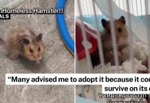 woman hamster drain