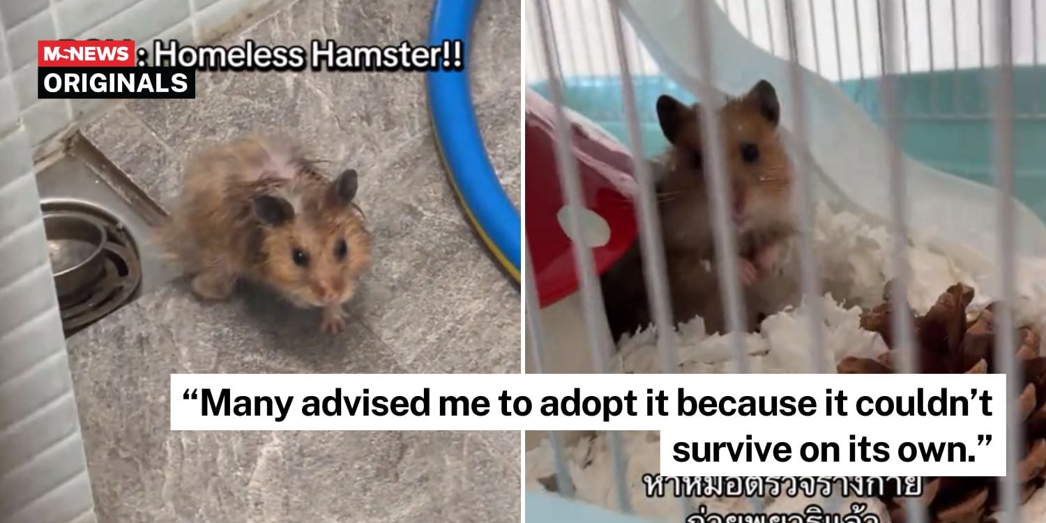 woman hamster drain