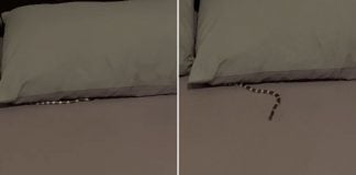 woman snake bed