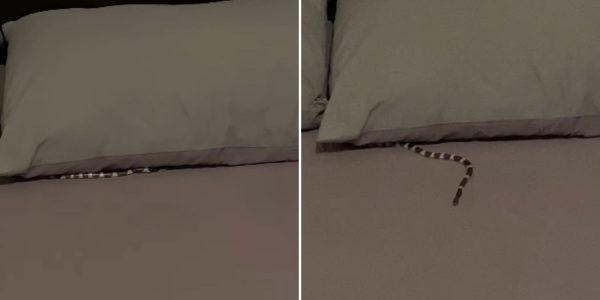 woman snake bed