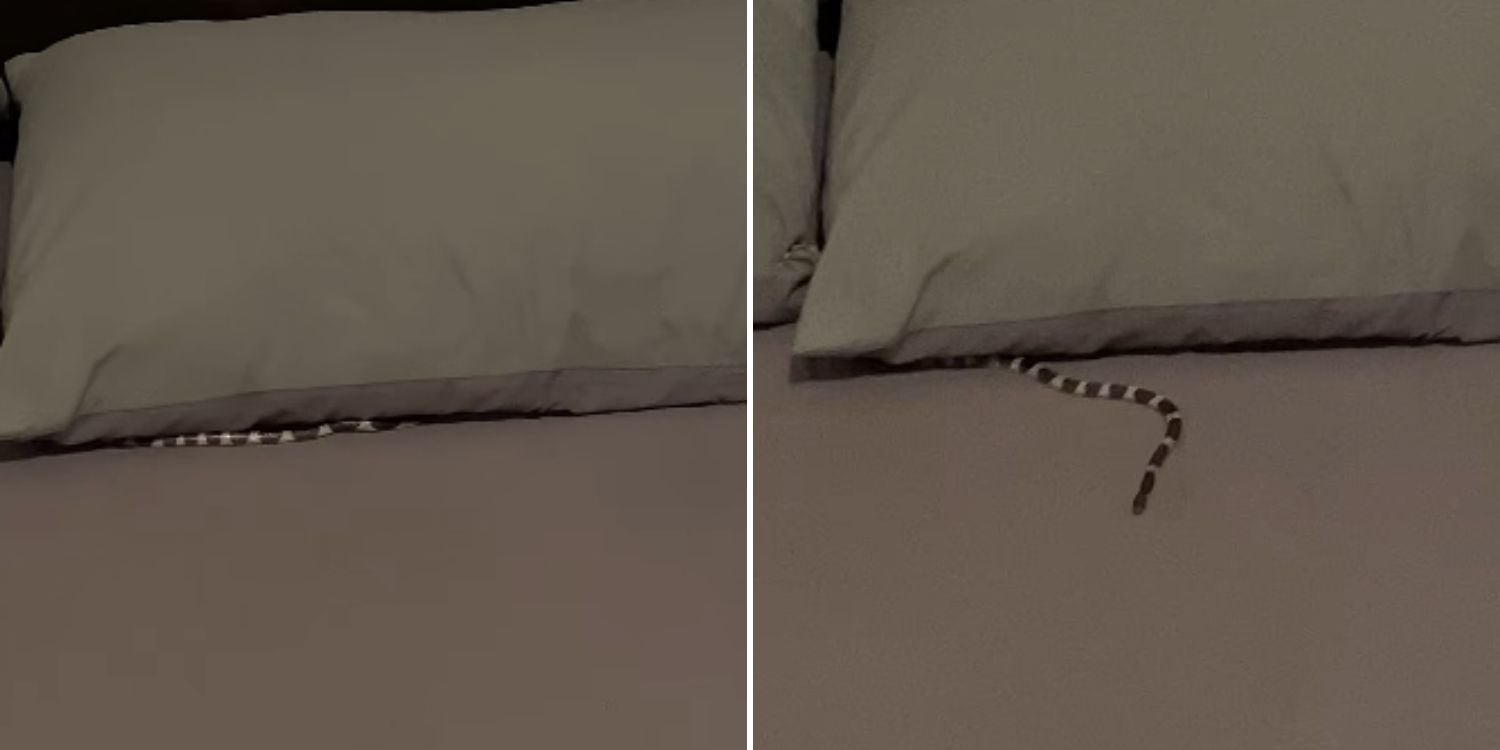 woman snake bed