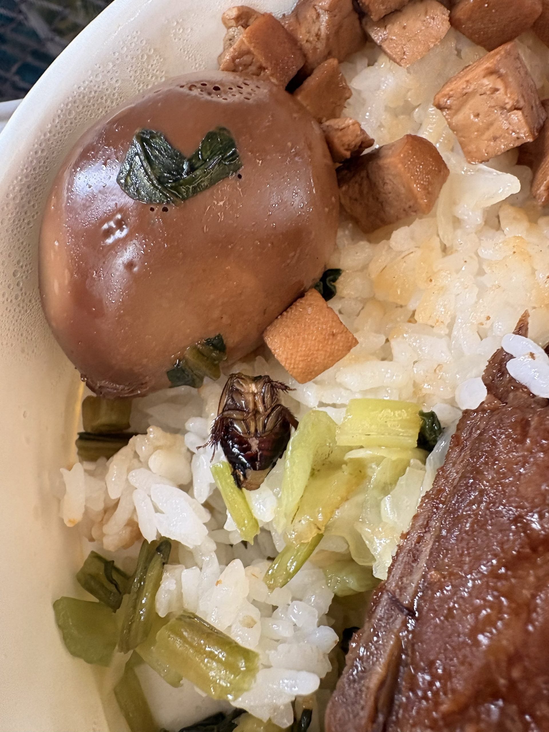 cockroach bento