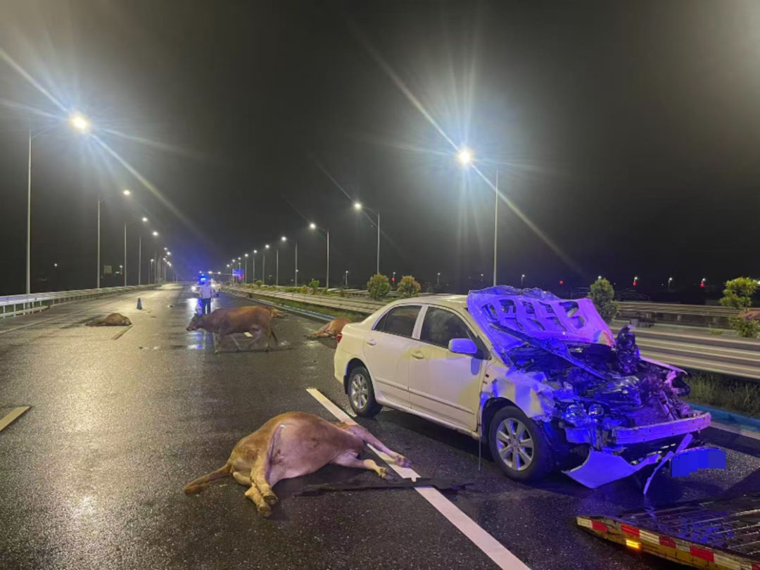 car crash cattle