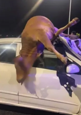 car crash cattle