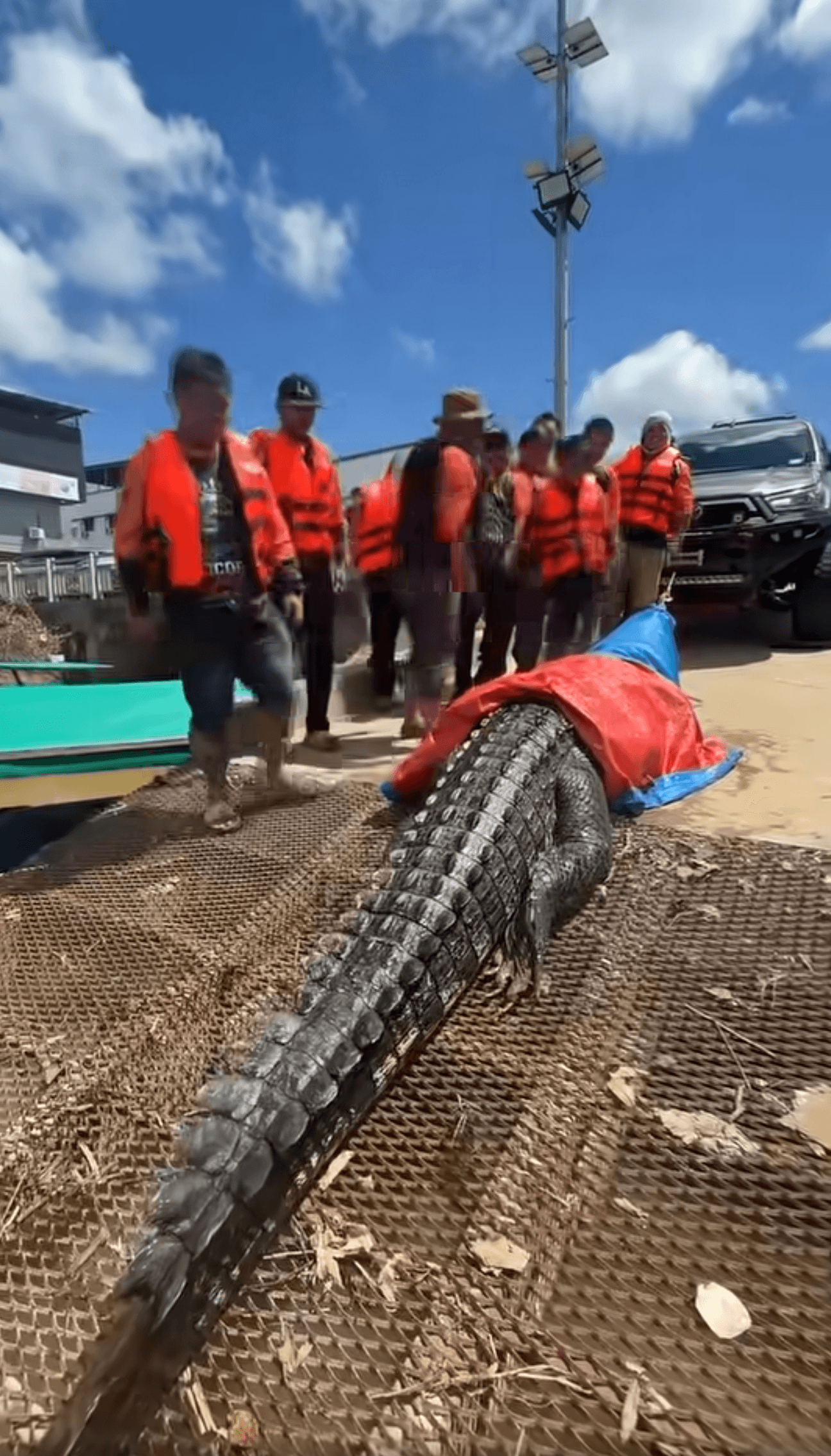 crocodile captured