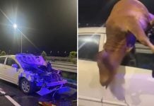 car crash cattle