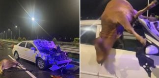 car crash cattle