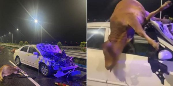 car crash cattle