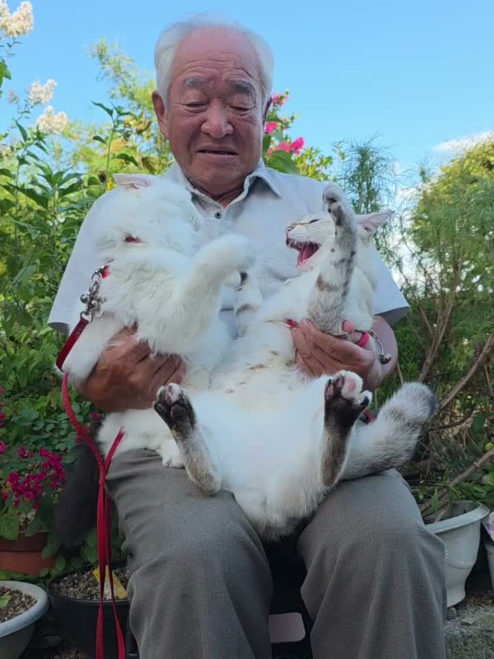 japanese cats fight