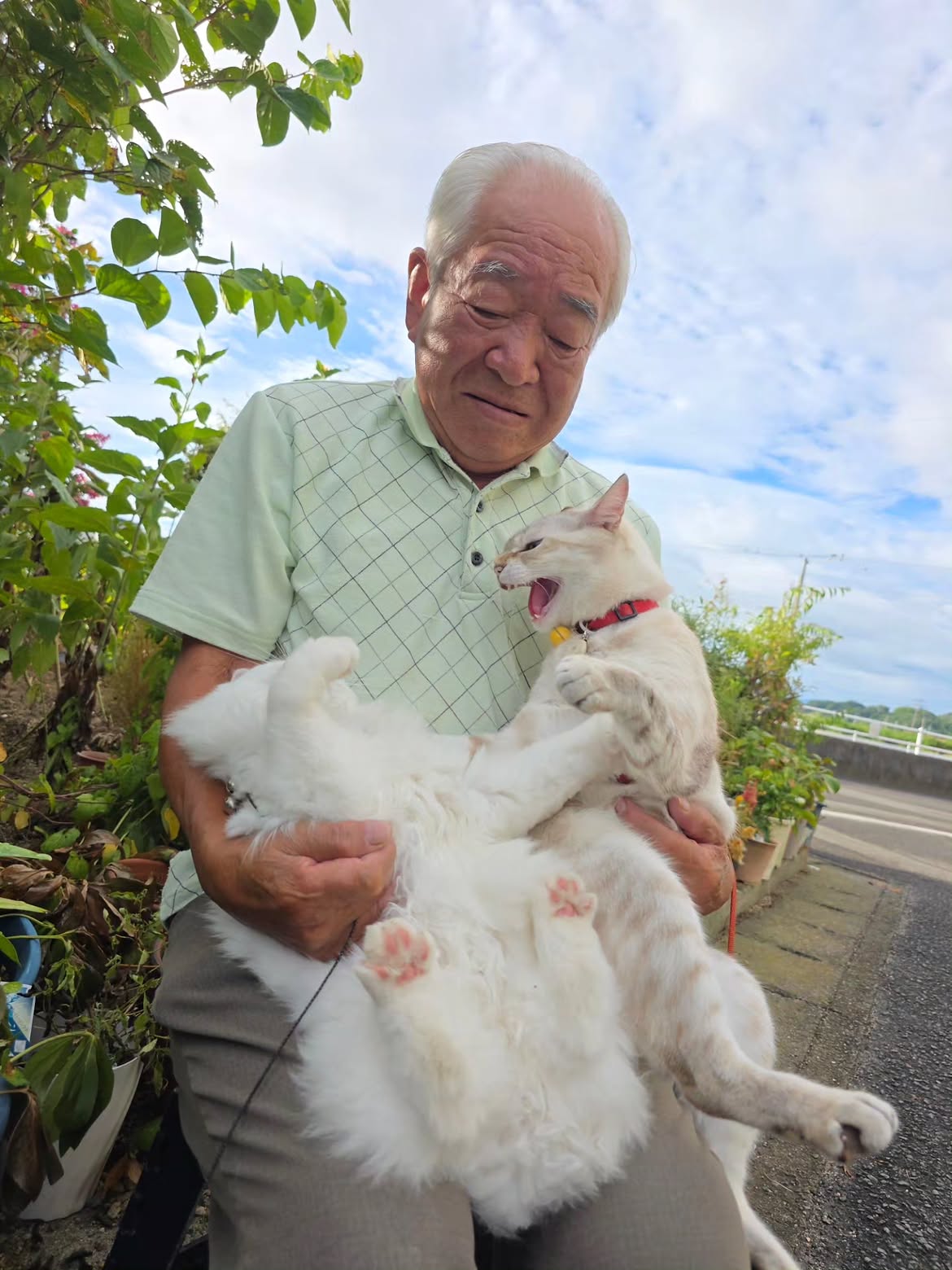 japanese cats fight
