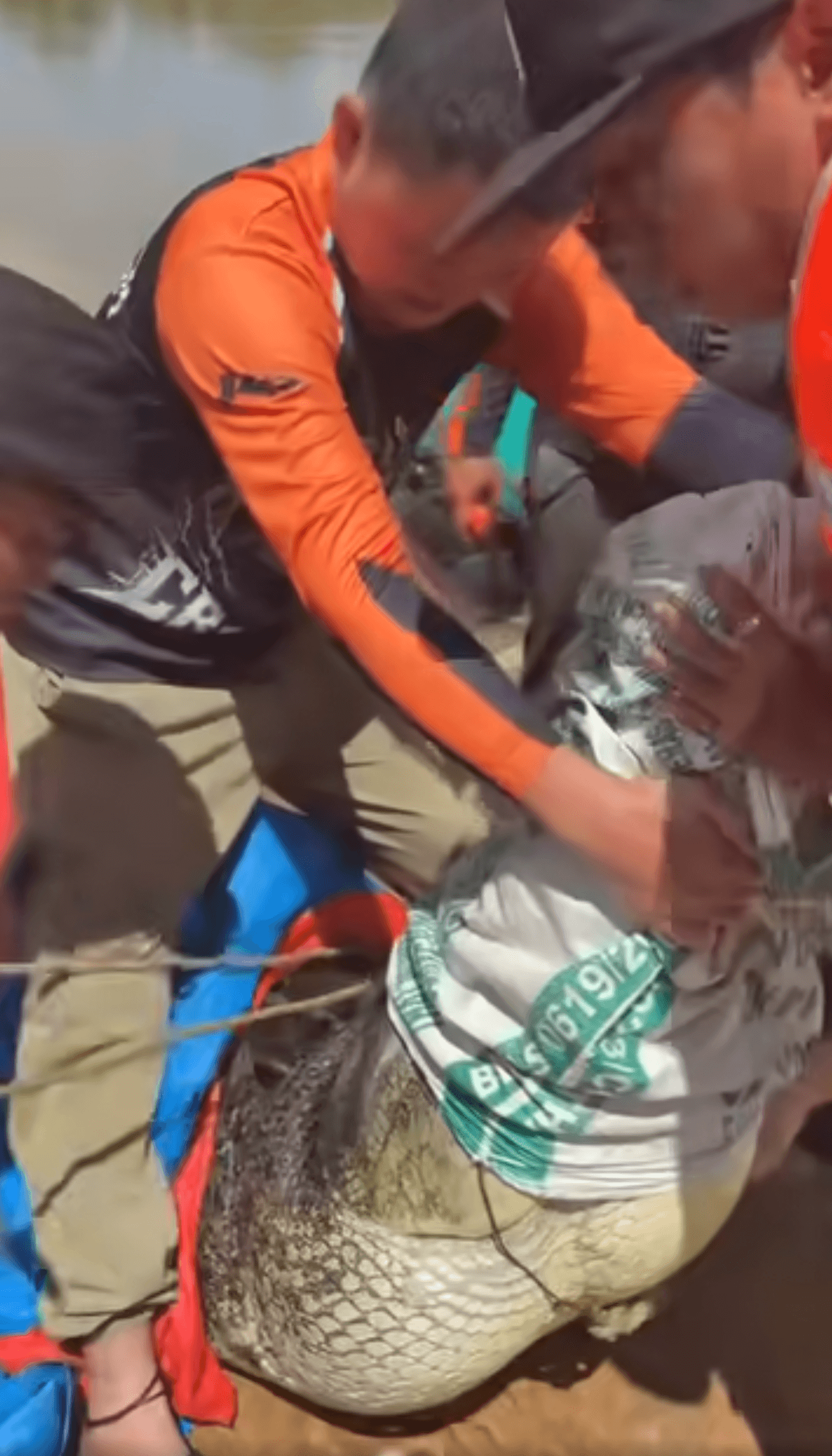 crocodile captured