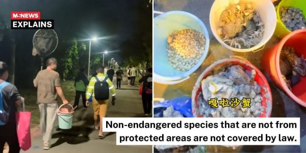 changi beach marine foraging laws (1)