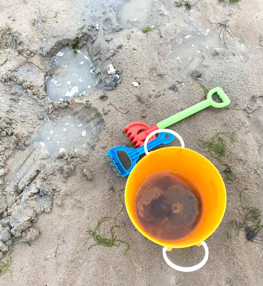 changi beach marine foraging laws (2)