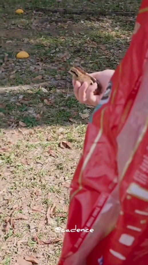chick rescue drain