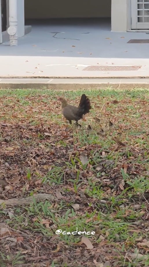 chick rescue drain