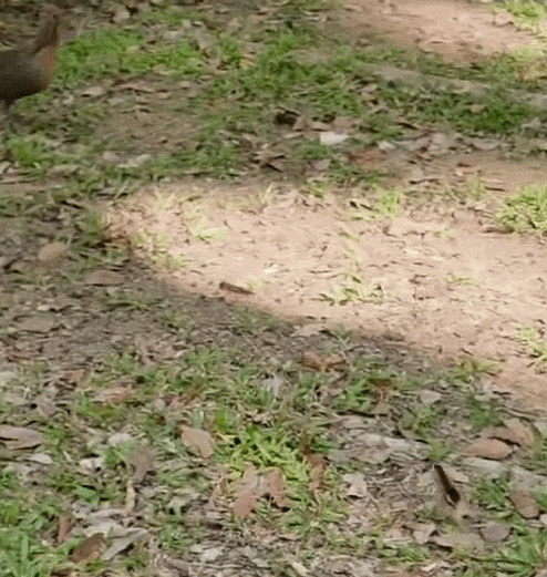 chick rescue drain