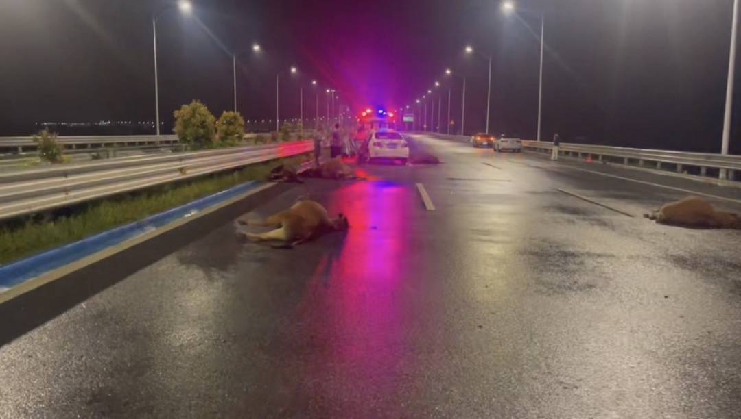 car crash cattle