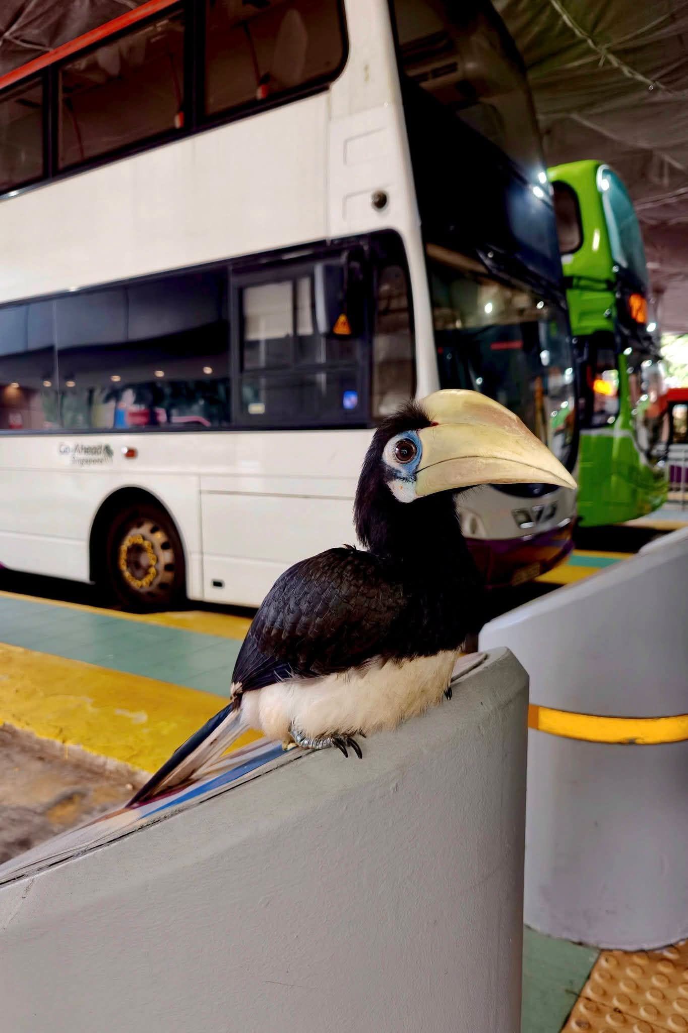 toa payoh hornbill