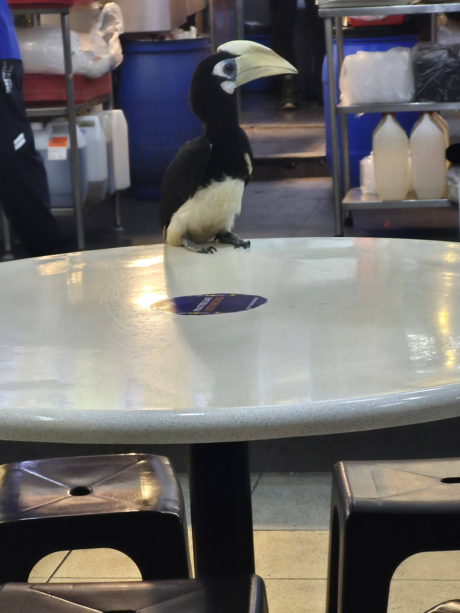toa payoh hornbill