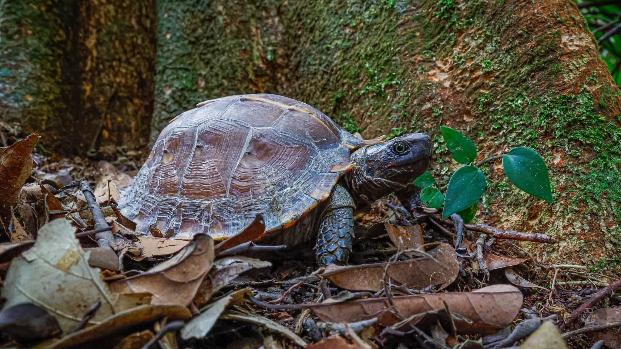 student spiny terrapin