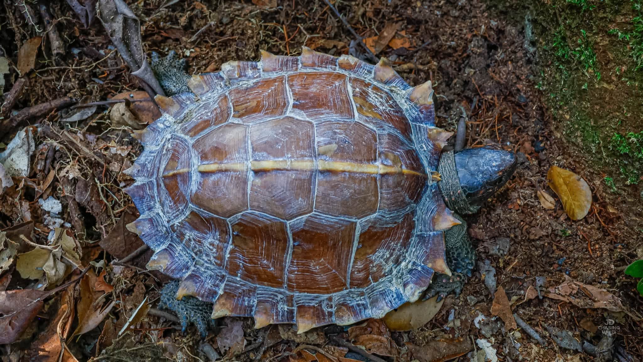 student spiny terrapin