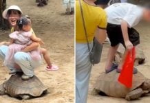 trampling tortoise back (1)