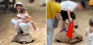 trampling tortoise back (1)