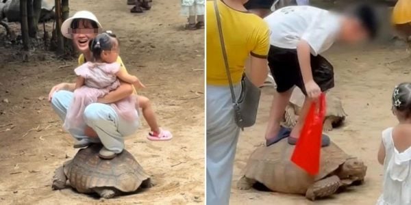 trampling tortoise back (1)