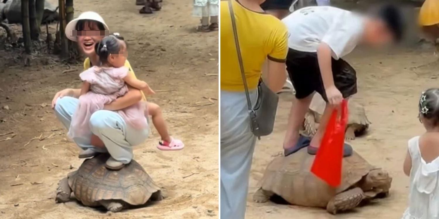 trampling tortoise back (1)