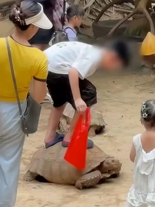 trampling tortoise back