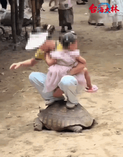 trampling tortoise back