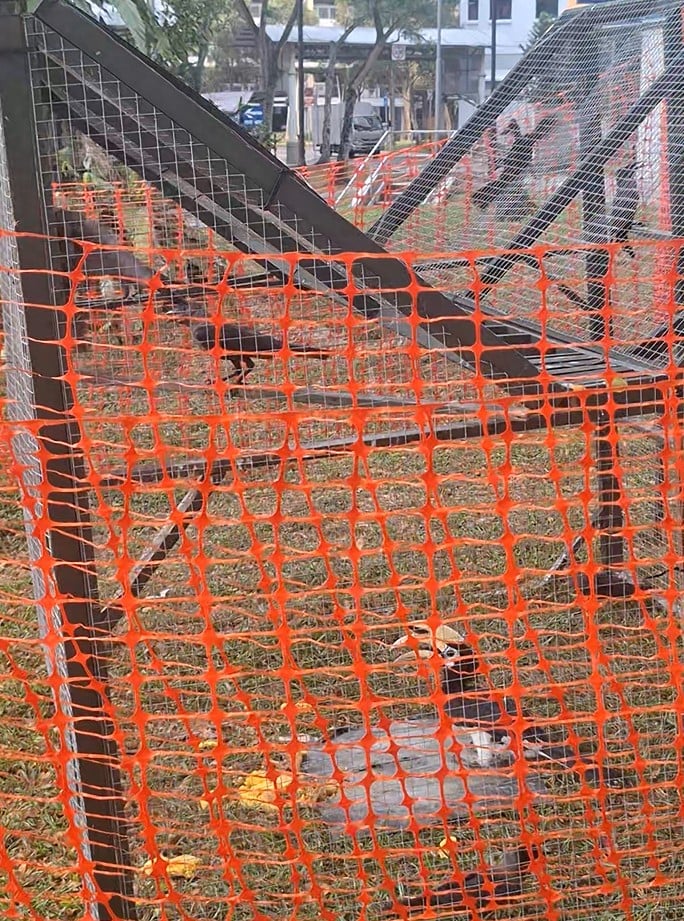 hornbill crow trap