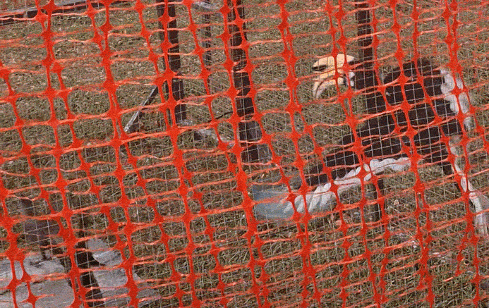 hornbill crow trap