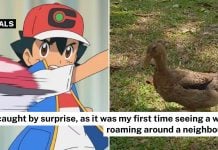 wild duck