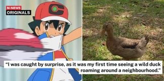 wild duck