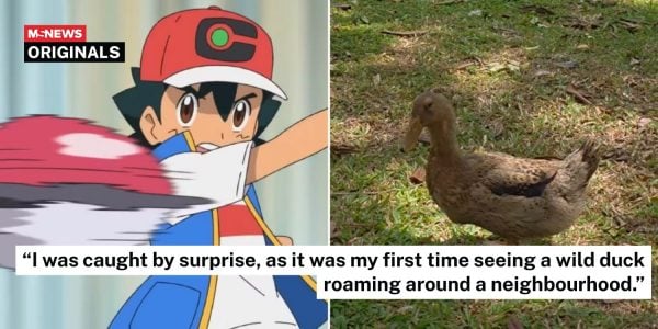 wild duck