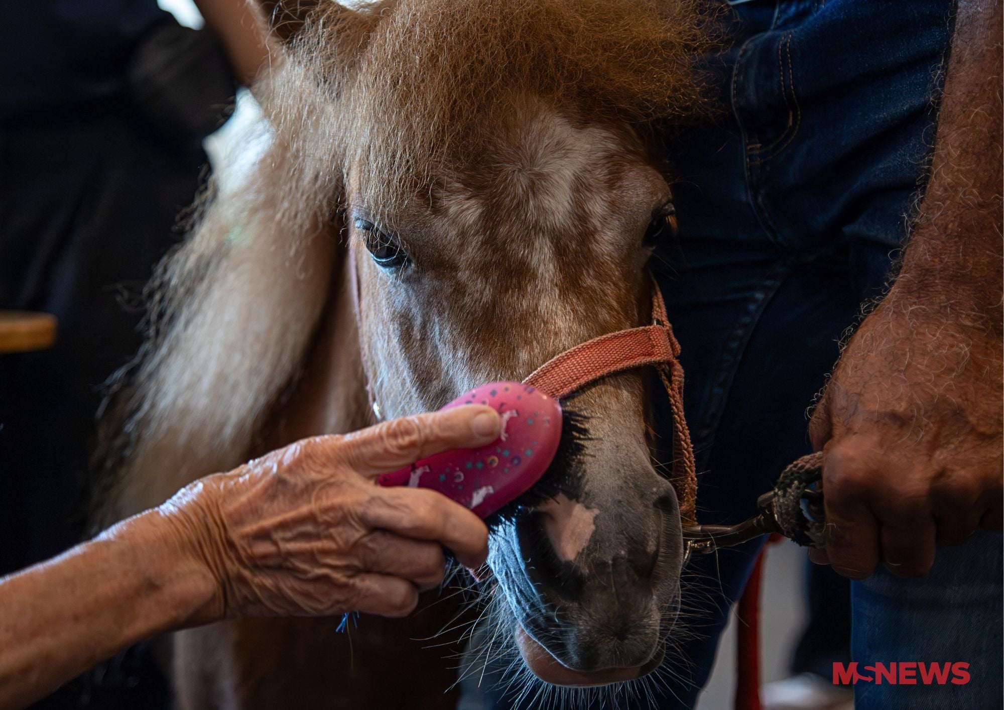 miniature horses nursing home