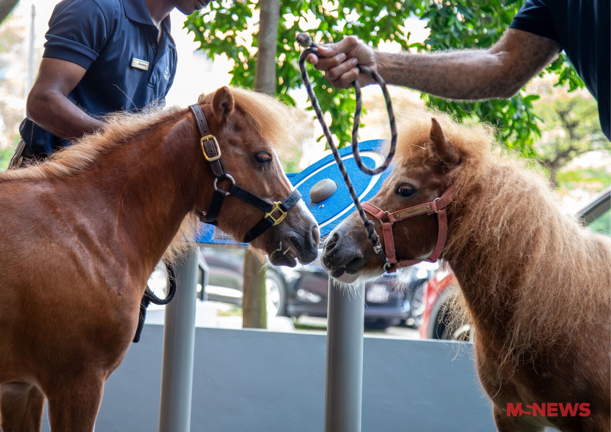 miniature horses nursing home