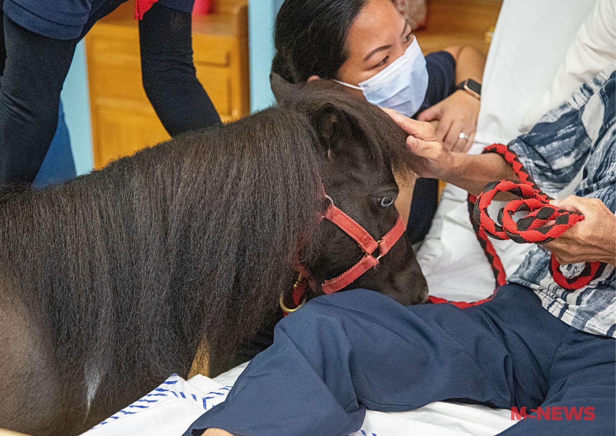 miniature horses nursing home