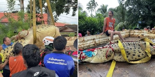 400kg crocodile thailand