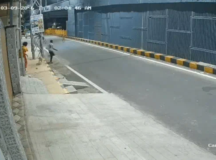 stray dogs chase