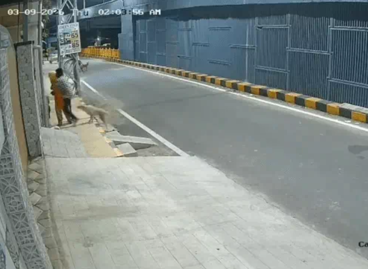 stray dogs chase
