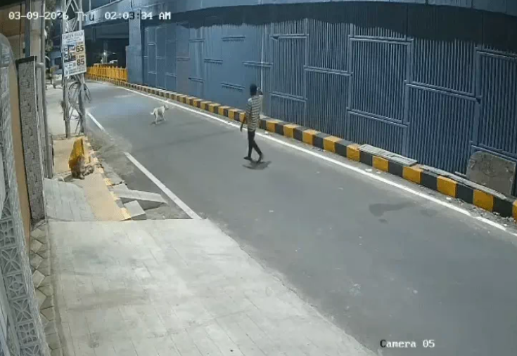stray dogs chase